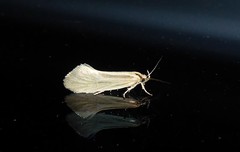 Tingena chloradelpha