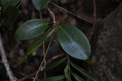 Hoya australis australis