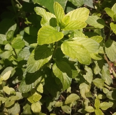 Mentha spicata