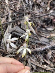 Caladenia ustulata
