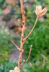 Bulbine filifolia