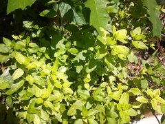 Mentha spicata