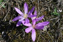 Colchicum arenarium