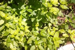 Mentha spicata