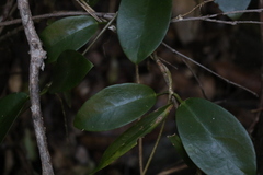 Hoya australis australis
