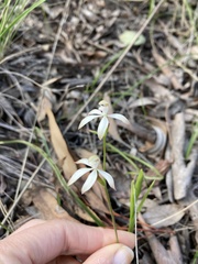 Caladenia ustulata