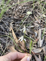 Caladenia ustulata