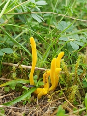 Clavulinopsis helvola