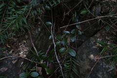 Hoya australis australis