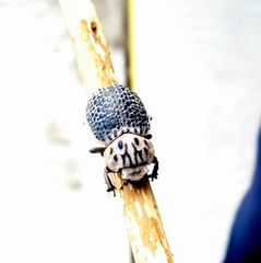 Trogidae