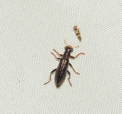 Lemidia