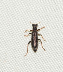 Lemidia