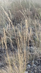 Agropyron desertorum