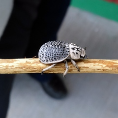 Trogidae