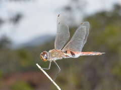 Tramea transmarina intersecta