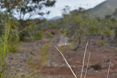Tramea transmarina intersecta