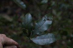 Pseudoweinmannia lachnocarpa