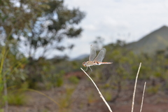 Tramea transmarina intersecta
