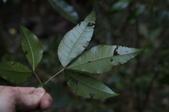 Pseudoweinmannia lachnocarpa