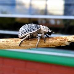 Trogidae