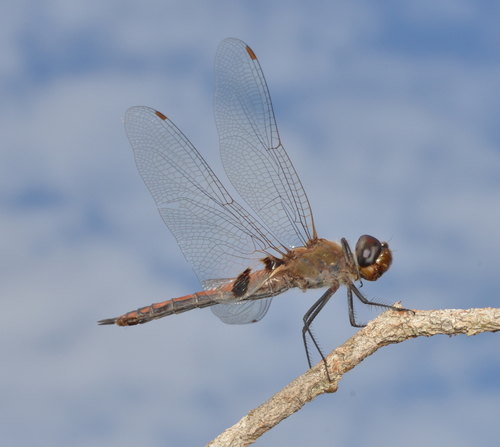 Subspecies Tramea transmarina intersecta · iNaturalist