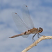 Tramea transmarina intersecta - Photo (c) Pierre-Louis Stenger, some rights reserved (CC BY-NC), uploaded by Pierre-Louis Stenger