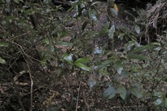 Pseudoweinmannia lachnocarpa