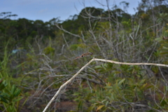Tramea transmarina intersecta