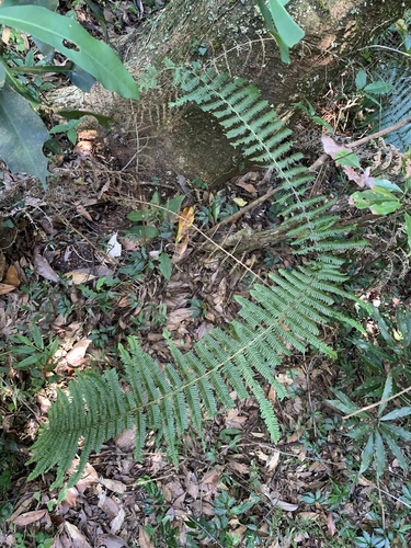 Diploterigium glaucum (Diplopterygium glaucum)