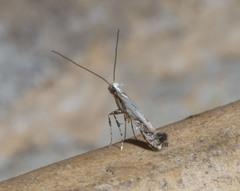 Leucospilapteryx venustella