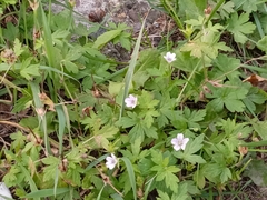 Geranium sibiricum