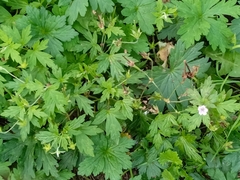 Geranium sibiricum