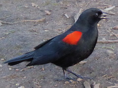 Agelaius phoeniceus mailliardorum