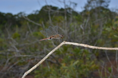 Tramea transmarina intersecta