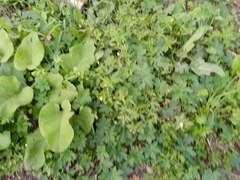 Geranium sibiricum