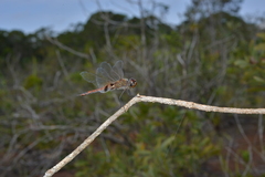 Tramea transmarina intersecta