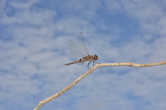 Tramea transmarina intersecta