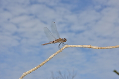 Tramea transmarina intersecta