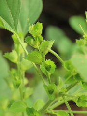 Acalypha indica indica