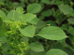 Acalypha indica indica