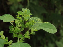 Acalypha indica indica