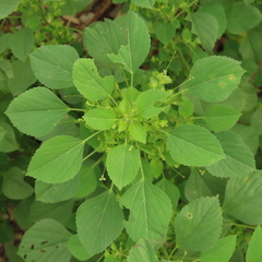 Acalypha indica indica