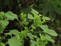 Acalypha indica indica