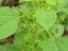 Acalypha indica indica
