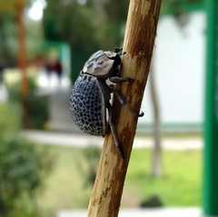 Trogidae