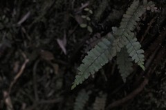 Adiantum diaphanum