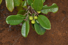 Alphitonia neocaledonica