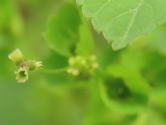 Acalypha indica indica