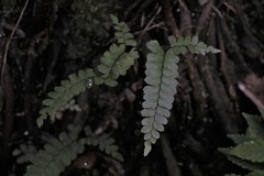 Adiantum diaphanum