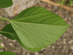Acalypha indica indica